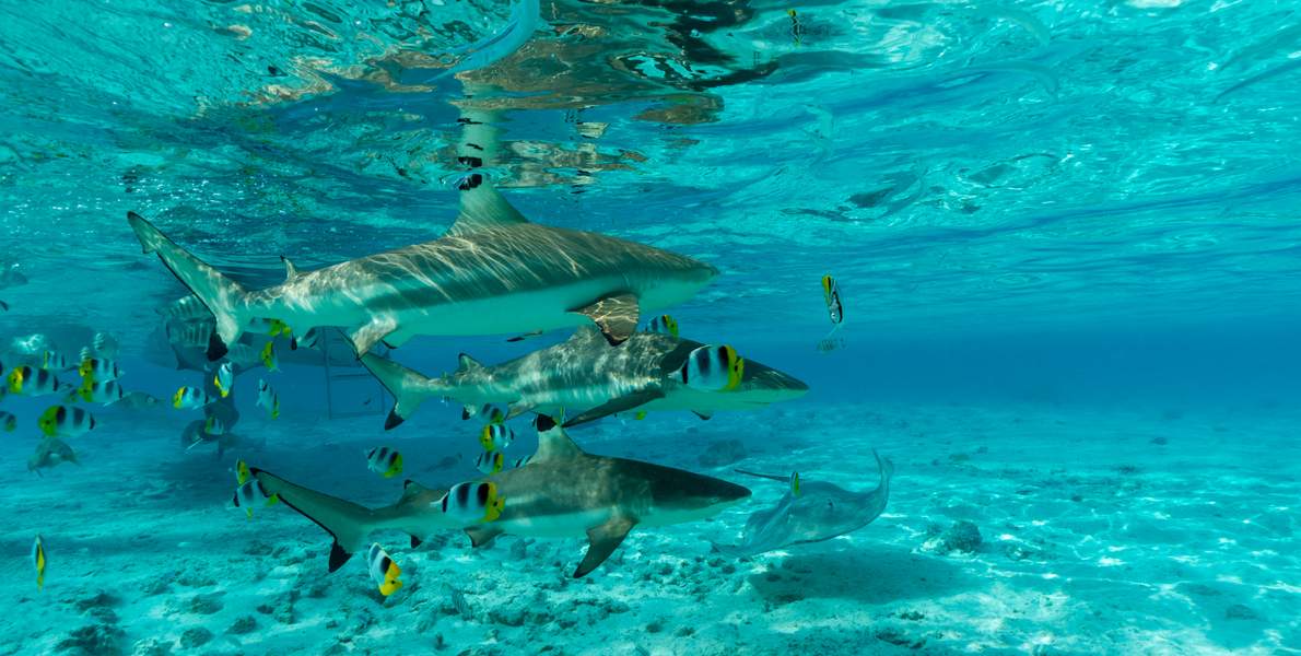 bora-bora-snorkeling-tour-moana-lagoon-experience